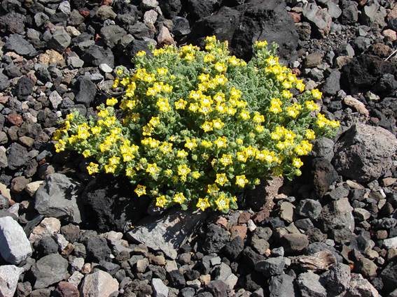 Descripci�n: C:\Users\amdx6\Desktop\chloris 1-2016\Loasa-Alain\Loasa-plantillas\LoNana_archivos\image001.jpg