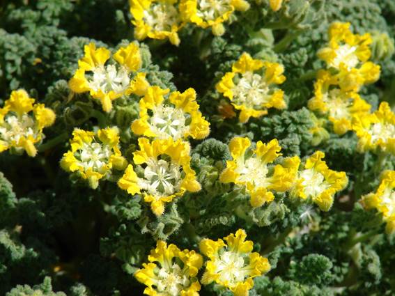 Descripci�n: C:\Users\amdx6\Desktop\chloris 1-2016\Loasa-Alain\Loasa-plantillas\LoNana_archivos\image002.jpg